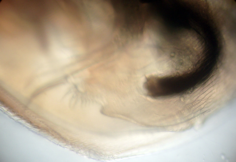 Simocephalus exspinosus ... quasi certo